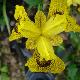 Iris panach� 