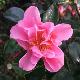 Cam�lia d'automne Showa-No-Sakae