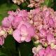 Hortensia Romance