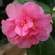 Cam�lia d'automne Showa-No-Sakae