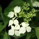 Hortensia Fuji-Nadeshiko