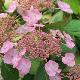Hortensia � fleurs plates Klaveren