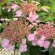 Hortensia � fleurs plates Klaveren