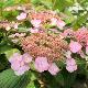 Hortensia � fleurs plates Klaveren