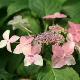 Hortensia � fleurs plates Kuro-hime
