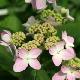 Hortensia � fleurs plates Tiara