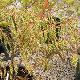 Stachyurus � feuilles de saule