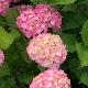 Hortensia Lausanne