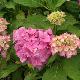 Hortensia Lausanne