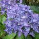 Hortensia nain Tovelit
