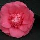 Cam�lia du Japon Chandleri Elegans