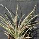 Fascicularia andina panach�