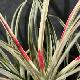 Fascicularia andina panach�