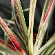 Fascicularia andina panach�
