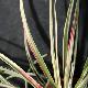 Fascicularia andina panach�
