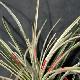 Fascicularia andina panach�