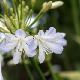 Agapanthe Silver Baby