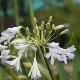 Agapanthe Silver Baby