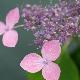 Hortensia � fleurs plates Hime-gaku