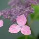 Hortensia � fleurs plates Hime-gaku