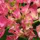 Hortensia B�nelux