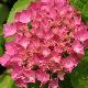 Hortensia B�nelux