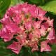 Hortensia B�nelux