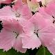 Hortensia Dolce Farfale �