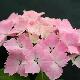 Hortensia Dolce Farfale �