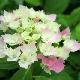 Hortensia Dolce Farfale �