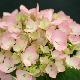 Hortensia Mousseline