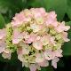 Hortensia Mousseline