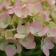 Hortensia Mousseline