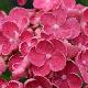 Hortensia Hopcorn
