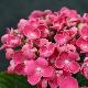 Hortensia Hopcorn