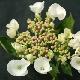 Hortensia � fleurs plates Libelle