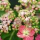 Hortensia � fleurs plates Hoi-no-Hoshi