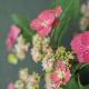 Hortensia � fleurs plates Hoi-no-Hoshi