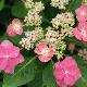 Hortensia � fleurs plates Hoi-no-Hoshi