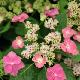 Hortensia � fleurs plates Hoi-no-Hoshi