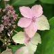 Hortensia � fleurs plates Kuro-hime