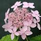 Hortensia � fleurs plates Tiara
