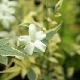Jasmin blanc panach�