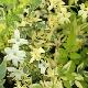 Jasmin blanc panach�