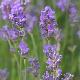 Lavande Hidcote