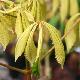 Marronnier d'Inde � feuillage panach�