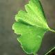 Ginkgo biloba Tubifolia