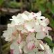 Hydrangea paniculata Diamant Rouge