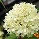 Hortensia � panicules Little Lime