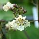 Catalpa Flavescens